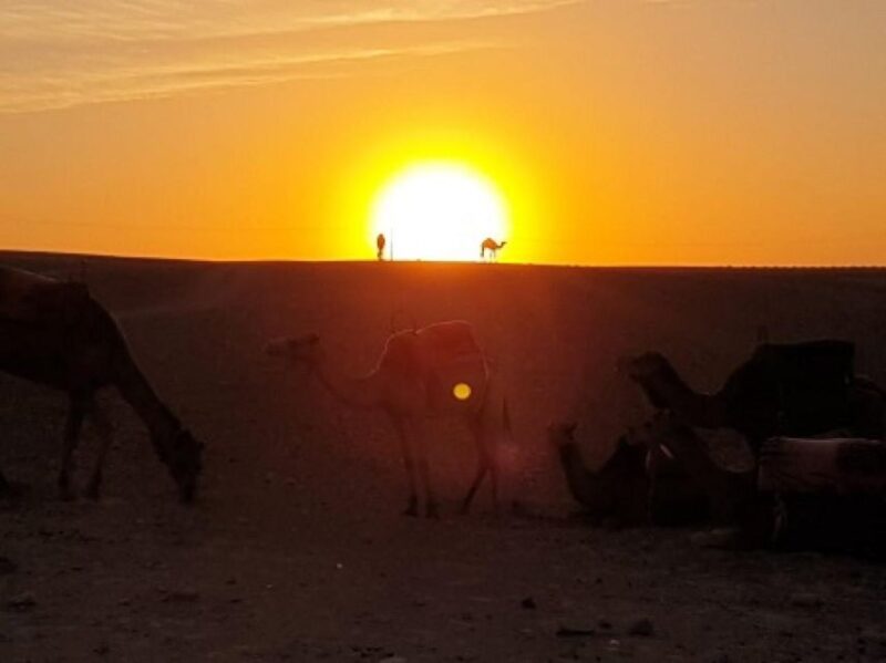 Marrakech: Agafay Desert Tour With Dinner, Camel Ride & Show - Customer Reviews and Ratings