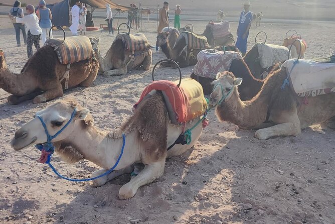 Marrakech: Agafay Desert Tour With Quad, Camel Ride & Dinner - Meeting and Pickup Details