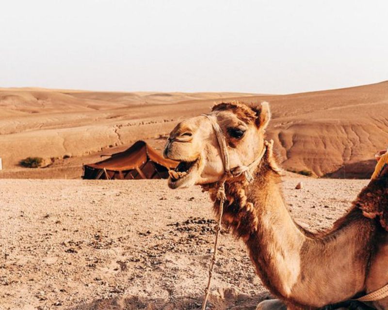 Marrakech Air Balloon Best View With Sunrise and Breakfast - Experience Highlights