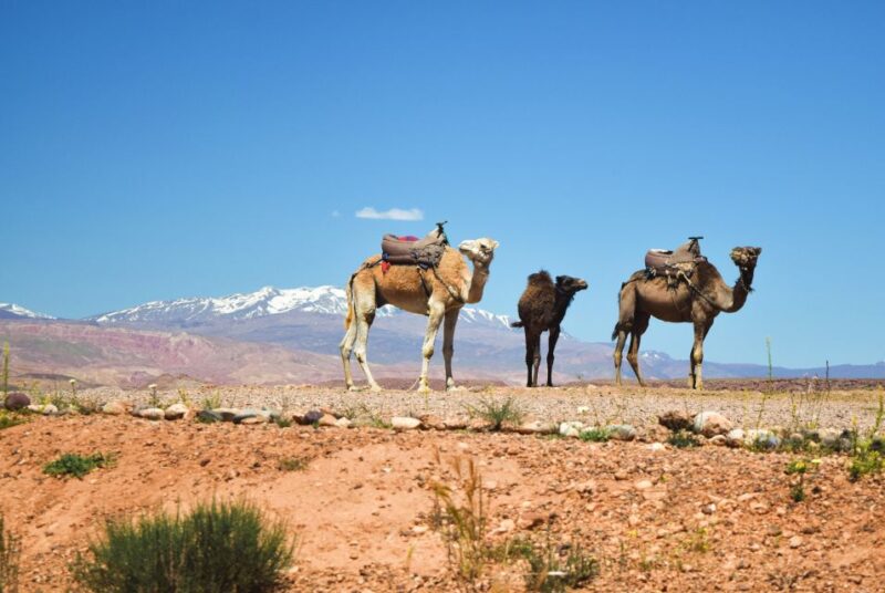Marrakech: Atlas Mountains & Agafay Desert Tour W Camel Ride - Itinerary Highlights