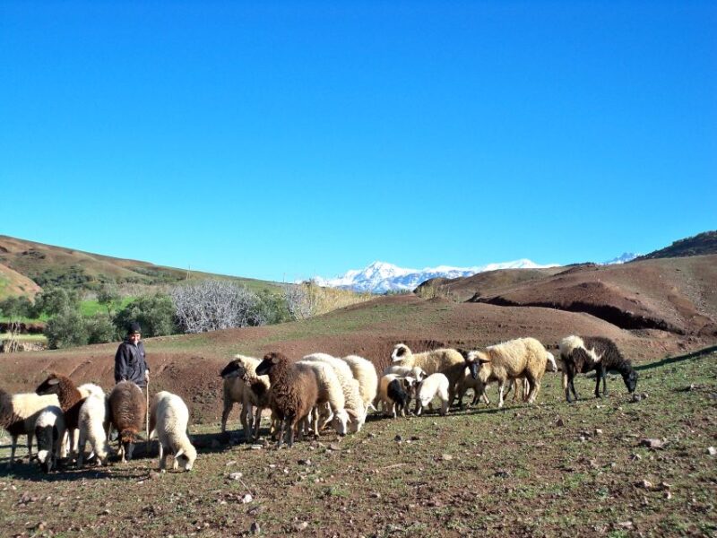 Marrakech: Atlas Mountains and Desert Jeep Safari With Lunch - Berber Culture Experience
