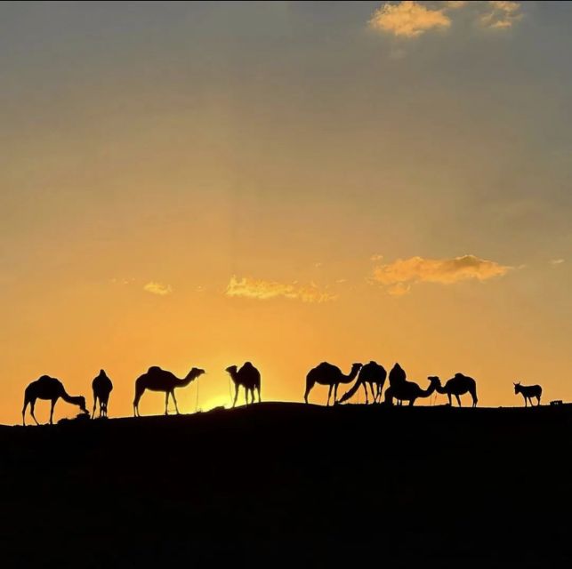 Marrakech: Atlas Mountains Paraglide and Camel Ride Day Trip - Key Points
