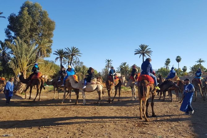 Marrakech Camel Ride at the Palm Groves - Booking and Cancellation Policy