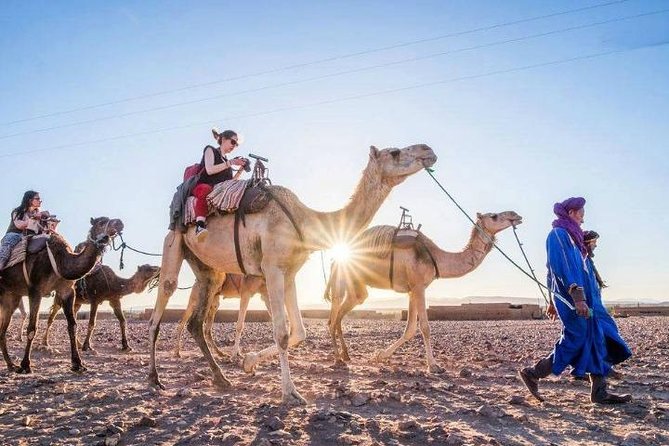 Marrakech Camel Ride in Palm Grove - Tour Details