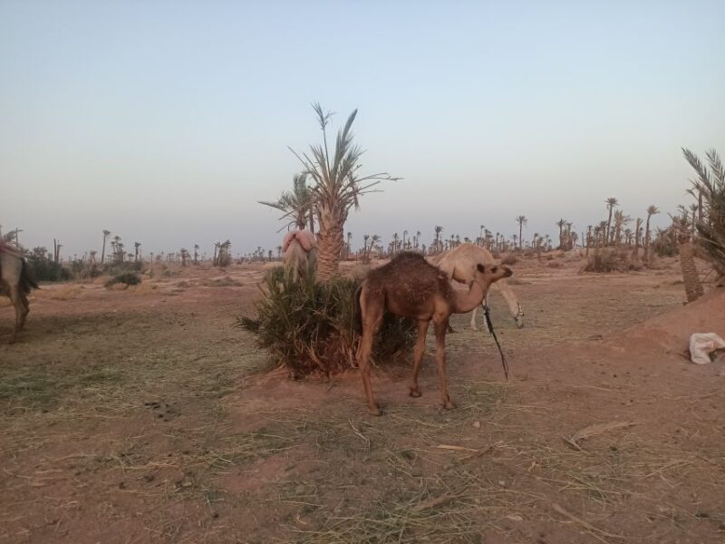 Marrakech Camel Ride in the Palm Grove - Inclusions