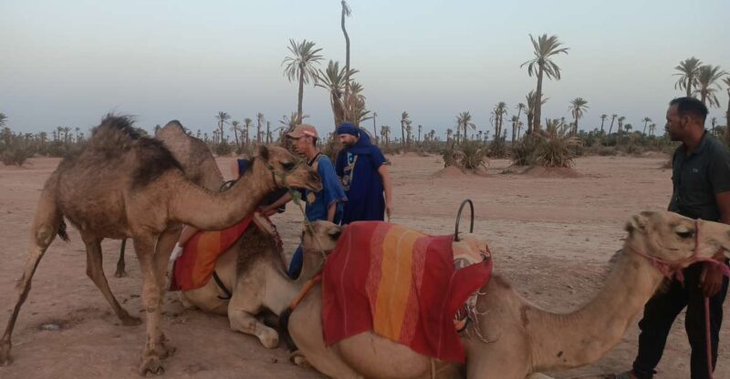 Marrakech Camel Ride in the Palm Grove - Tour Highlights