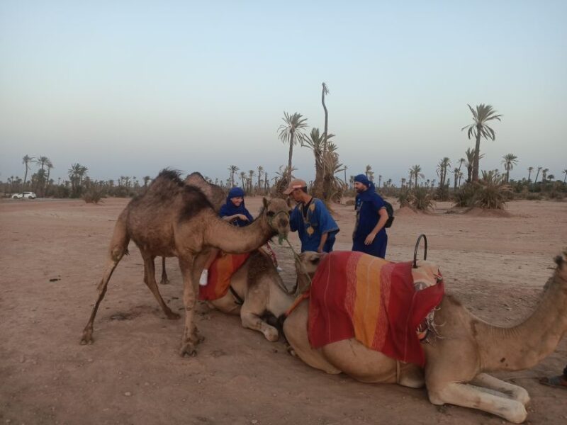 Marrakech Camel Ride in the Palm Grove - Experience Details