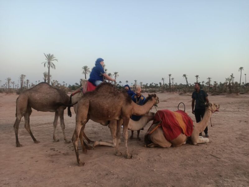 Marrakech Camel Ride in the Palm Grove - Important Information