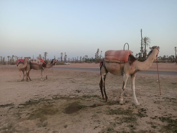 Marrakech Camel Ride in the Palm Grove - Pickup and Drop-off