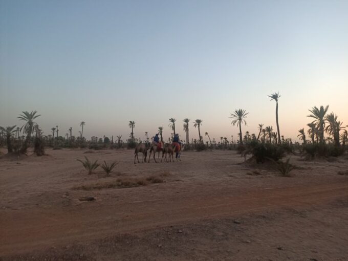 Marrakech Camel Ride in the Palm Grove - Pricing and Cancellation