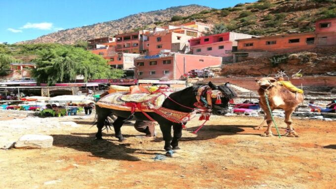 Marrakech: Camel Ride With Dinner, Show and Sunset in Agafay - Language Options