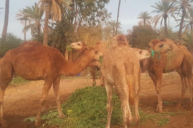 Marrakech Camel Safari at Agafay Desert - Tour Details and Ratings