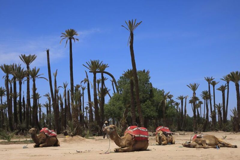 Marrakech: Camel Trek - Inclusions and Supplements