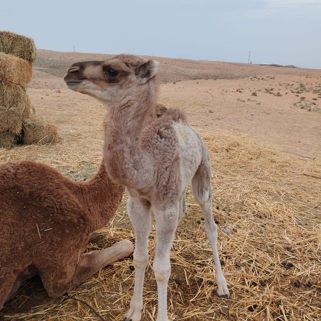 Marrakech: City Tour - Itinerary Highlights