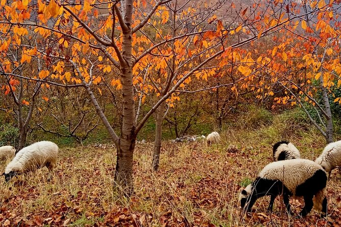Marrakech Day Trip to the Atlas Mountains, Four Valleys and Camel Ride Waterfall - Flexible Booking Options and Cancellation Policy