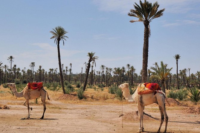 Marrakech Desert Camel Ride - Timing