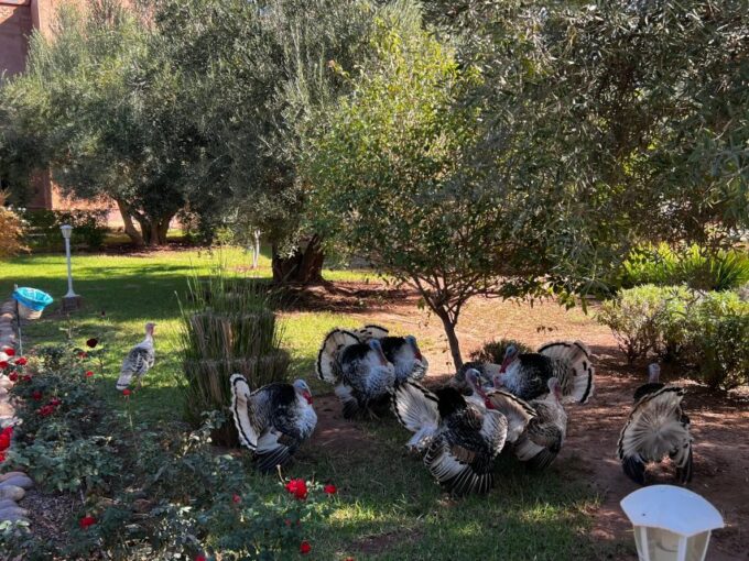 Marrakech: Experience Moroccan Dinner in a Farm & Transfer - Additional Details