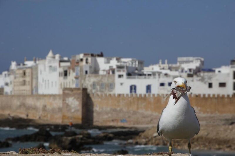 Marrakech: Guided Day Trip to Essaouira With Co-Op Visit - Frequently Asked Questions