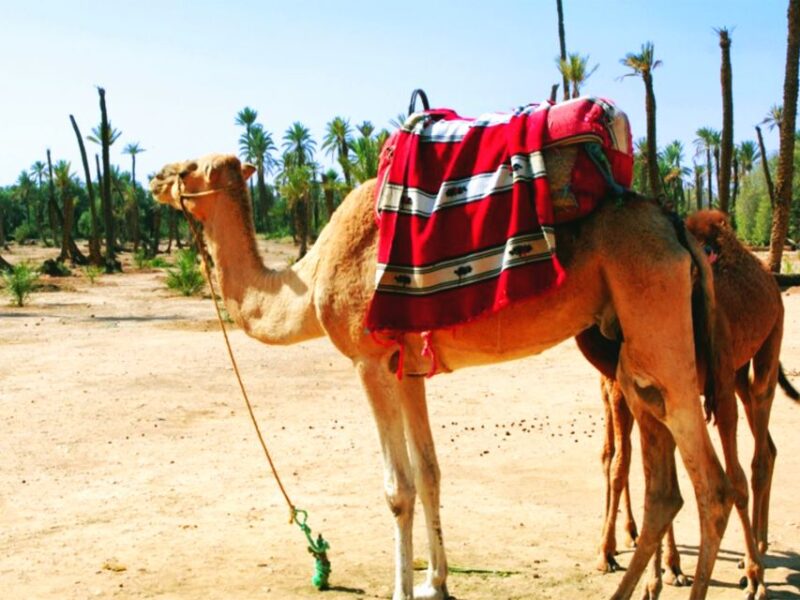 Marrakech: Half-day Dunes Trip With Buggy and Camel Ride - Customer Reviews and Ratings