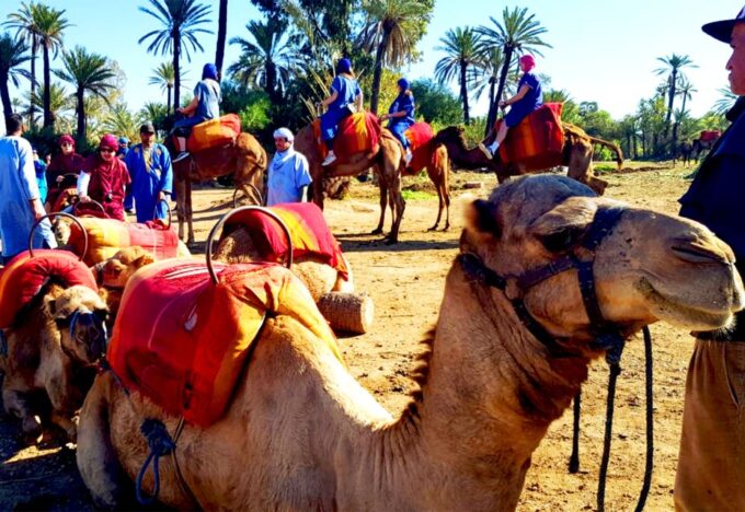 Marrakech: Half-Day Tour With Buggy Ride, Camel Ride and Spa - Camel Ride Information
