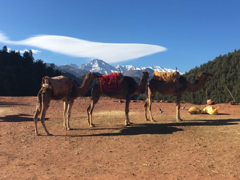 Marrakech: Half-Day Trip to the Atlas Mountains - Customer Feedback