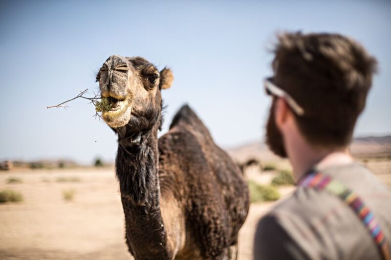 Marrakech: High Atlas Mountains and Agafay Desert Day Tour - Key Points