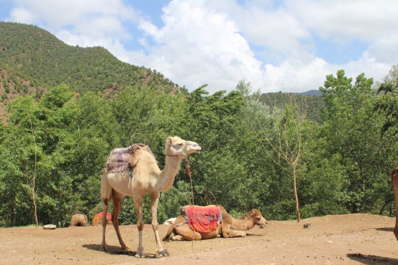 Marrakech: High Atlas Mountains and Agafay Desert Day Tour - Participant Requirements