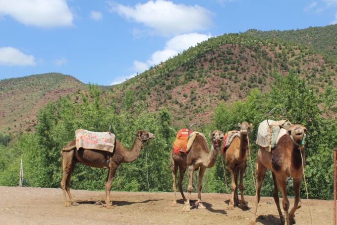 Marrakech: High Atlas Mountains and Agafay Desert Day Tour - Reserve and Pay Options