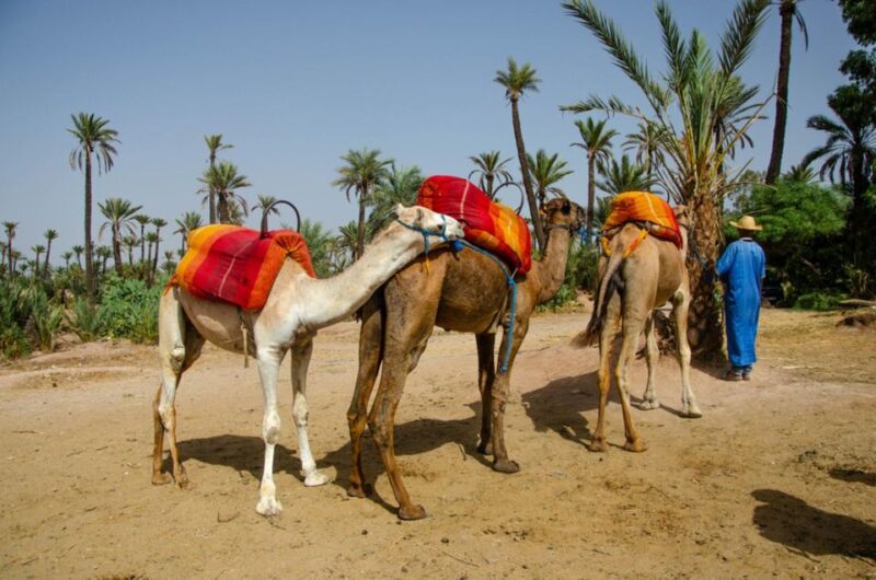 Marrakech Historical & Culture Day-Trip From Casablanca - Included Services