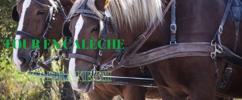 Marrakech: Majorelle & Menara Gardens Tour & Carriage Ride - Pickup Location