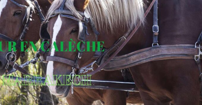 Marrakech: Majorelle & Menara Gardens Tour & Carriage Ride - Additional Information