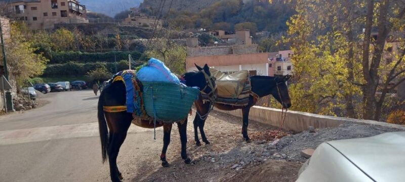 Marrakech: Ourika Valley, Atlas Mountains, Waterfall & Lunch - Highlights and Experiences