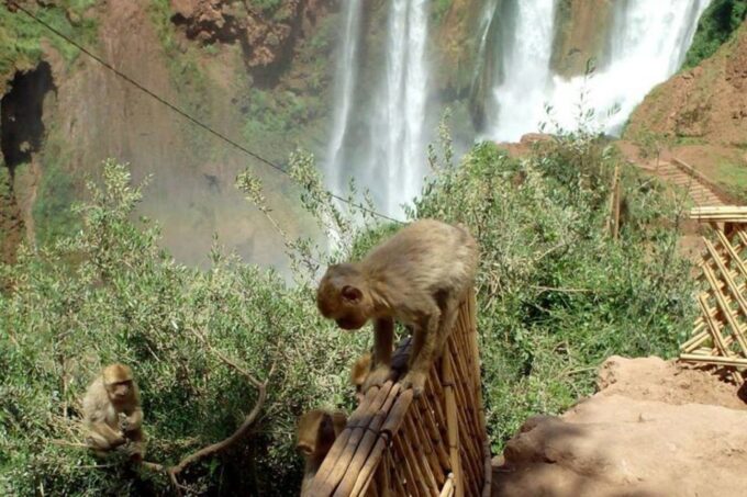 Marrakech: Ouzoud Waterfalls Guided Day Trip With Boat Ride - Affordable Dining Options
