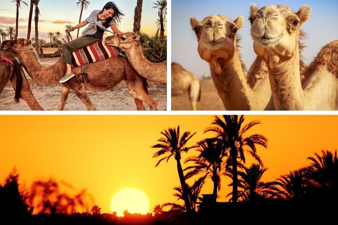 Marrakech Palmeraie: Camel Ride at Sunset - Key Points