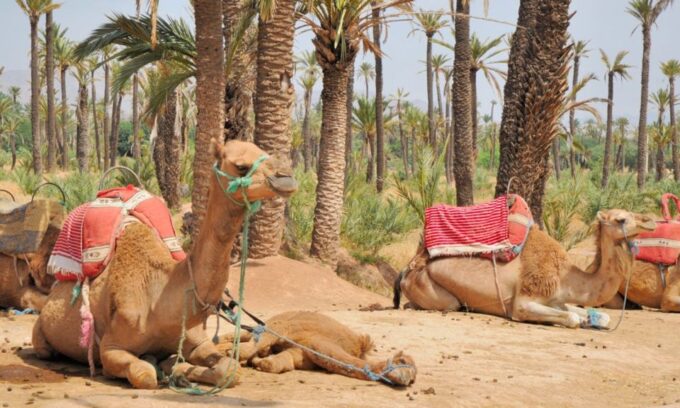 Marrakech Palmeraie: Camel Ride at Sunset - Booking and Payment