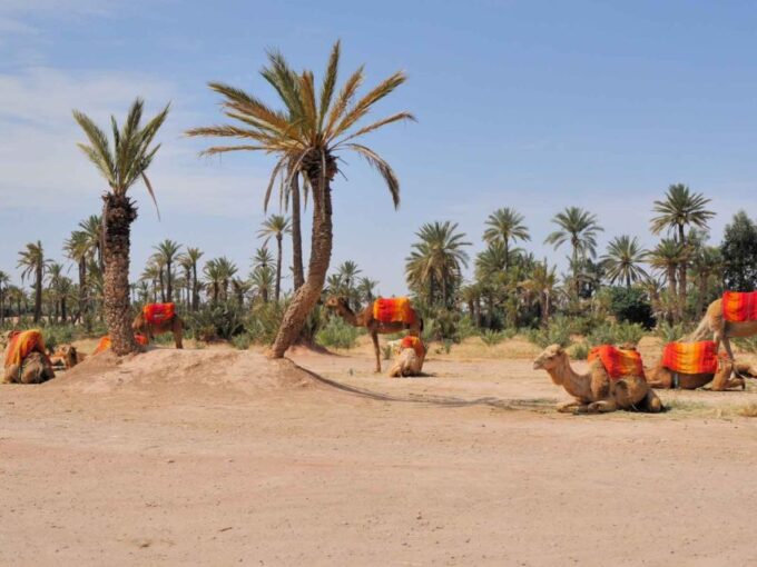 Marrakech Palmeraie: Camel Ride at Sunset - Transportation and Pickup