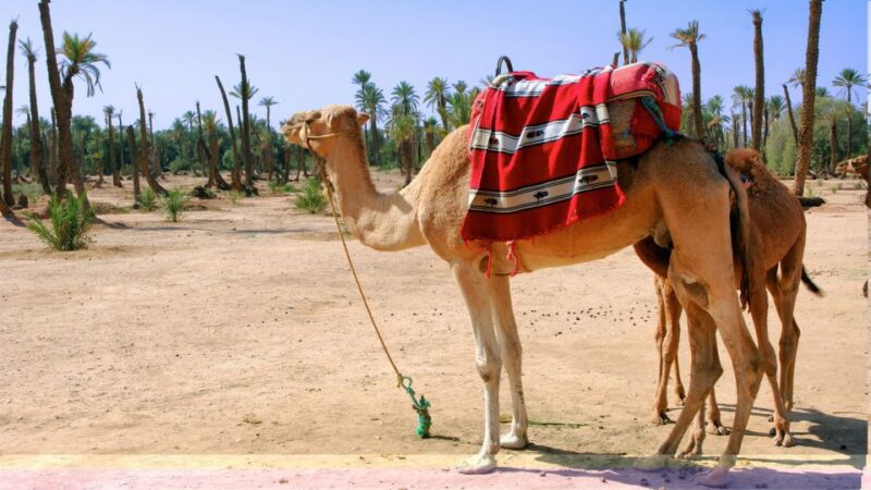 Marrakech Palmeraie: Camel Ride & Quad Bike Experience - Itinerary and Activities