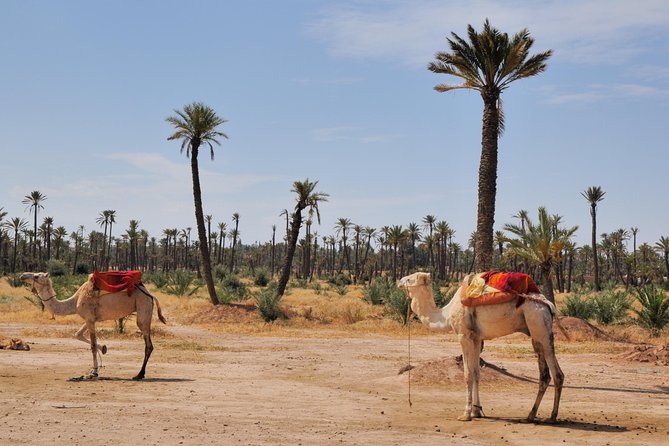 Marrakech Private Full Day City Tour With a Driver - Explore Marrakech Old Town