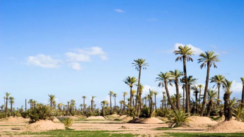Marrakech: Private Transfer Between RAK Airport & Palmeraies - Transportation Features