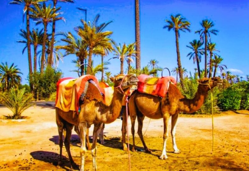 Marrakech: Quad Biking and Camel Ride Berber Villages Tour - Itinerary Highlights
