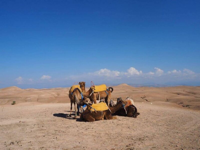 Marrakech: Sunset & Camels and Luxury Dinner With Fireshow - Inclusions