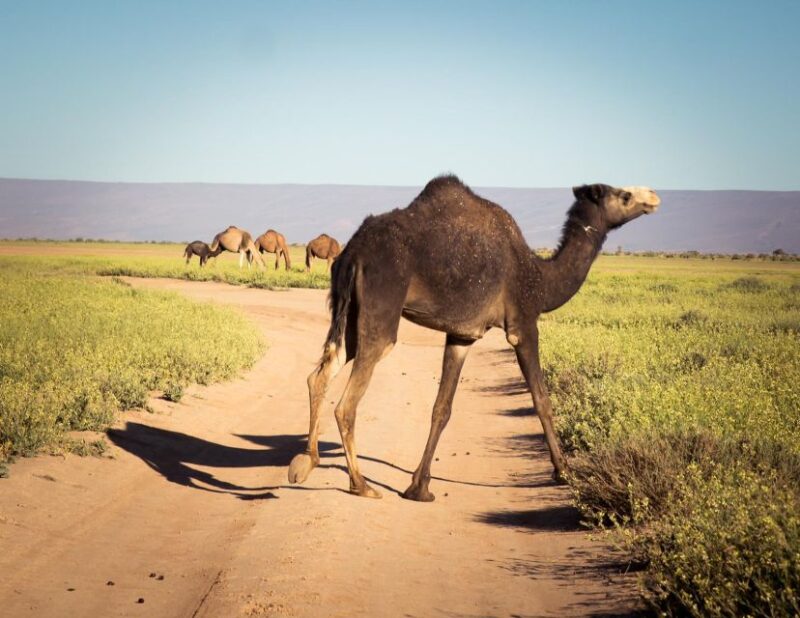 Marrakech to Erg Chigaga Dunes: 3-Day Desert Adventure - Included Services