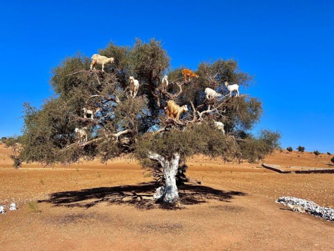 Marrakech to Essaouira: Day Trip With Lunch and Wine Tasting - Highlights of Essaouira