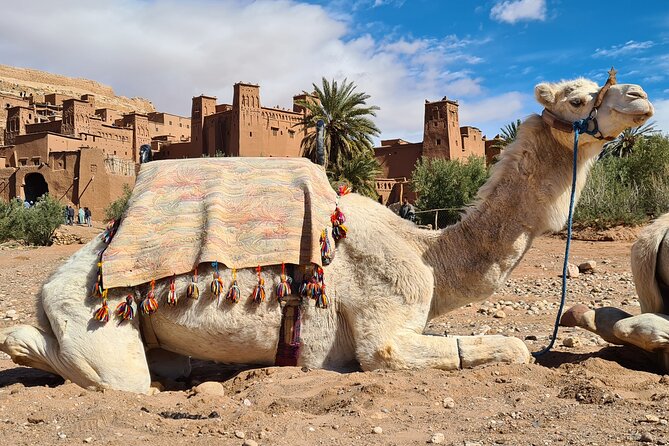Marrakech to Merzouga: 3-Day Desert Journey to Erg Chebbi - Pickup Information
