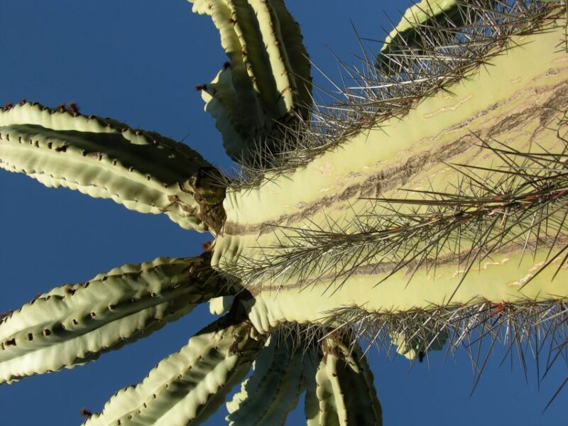 Marrakesh: Cactus Thiemann Entry Ticket - Experience Overview