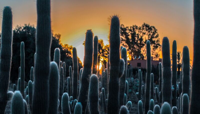 Marrakesh: Cactus Thiemann Entry Ticket - Highlights and Attractions