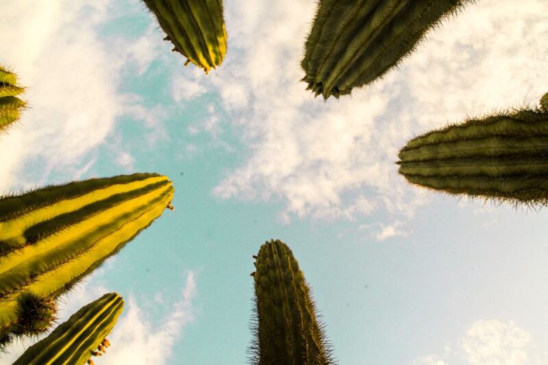 Marrakesh: Cactus Thiemann Entry Ticket - Customer Reviews and Ratings
