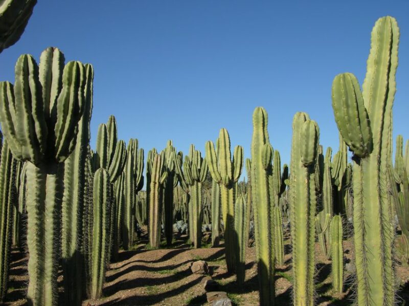 Marrakesh: Cactus Thiemann Entry Ticket - Getting to Cactus Thiemann