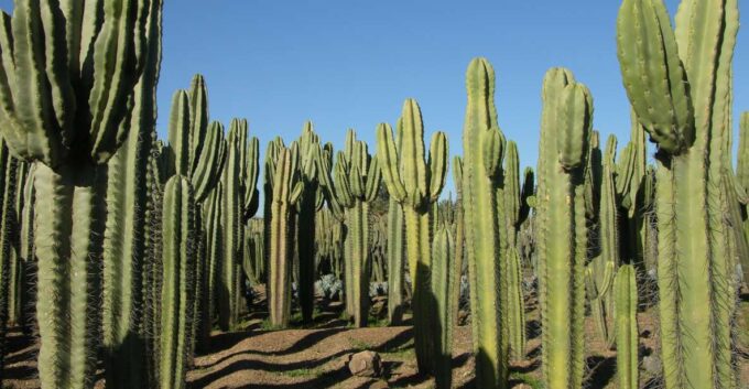 Marrakesh: Cactus Thiemann Entry Ticket - Plan Your Visit
