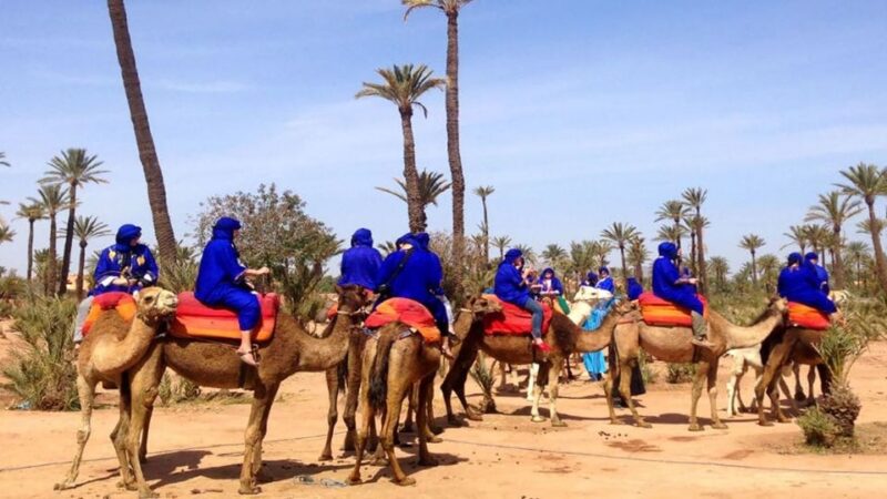 Marrakesh Countryside: 1-Hour Palm Grove Camel Ride - Key Points